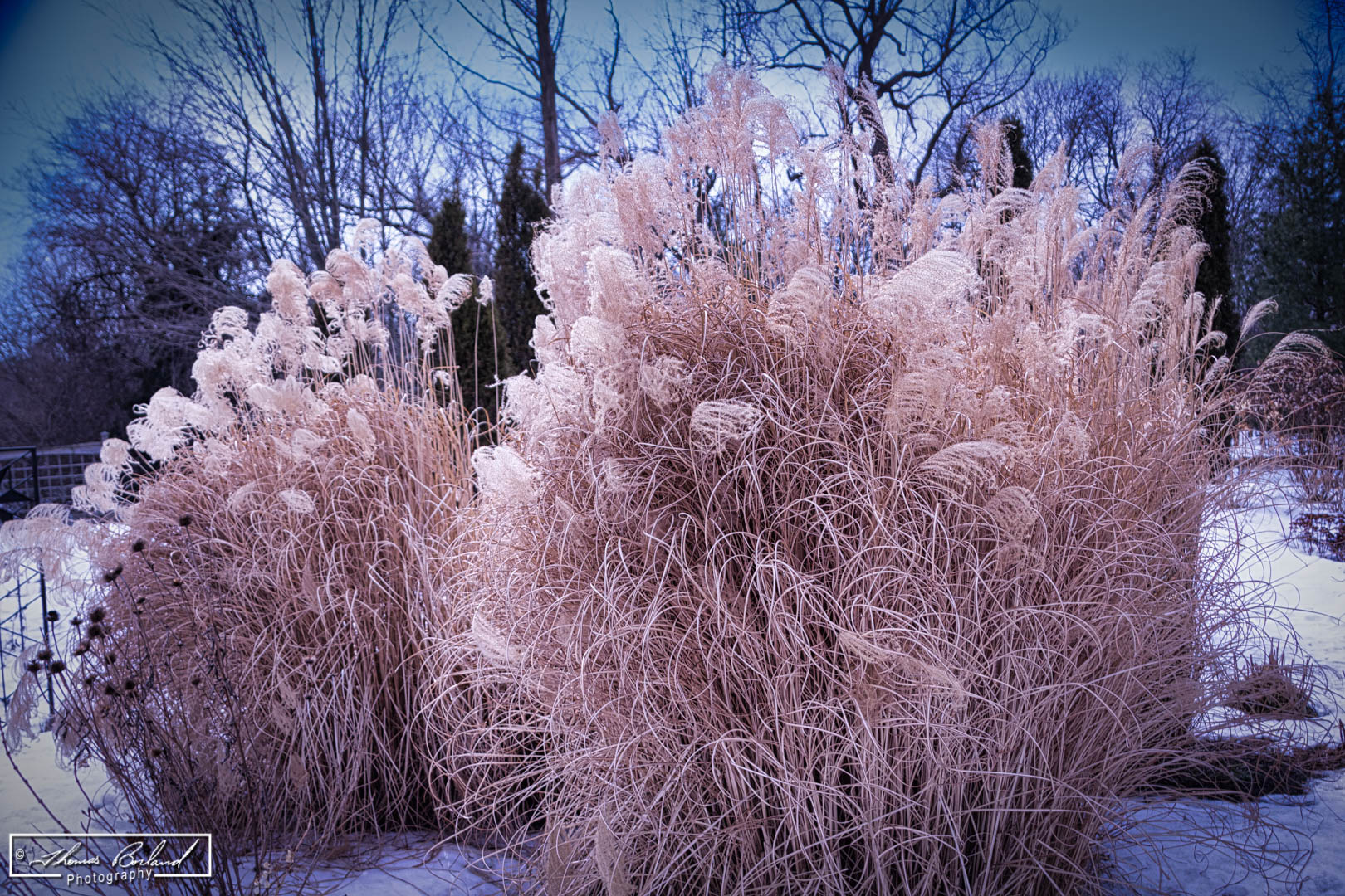 Tall Grass