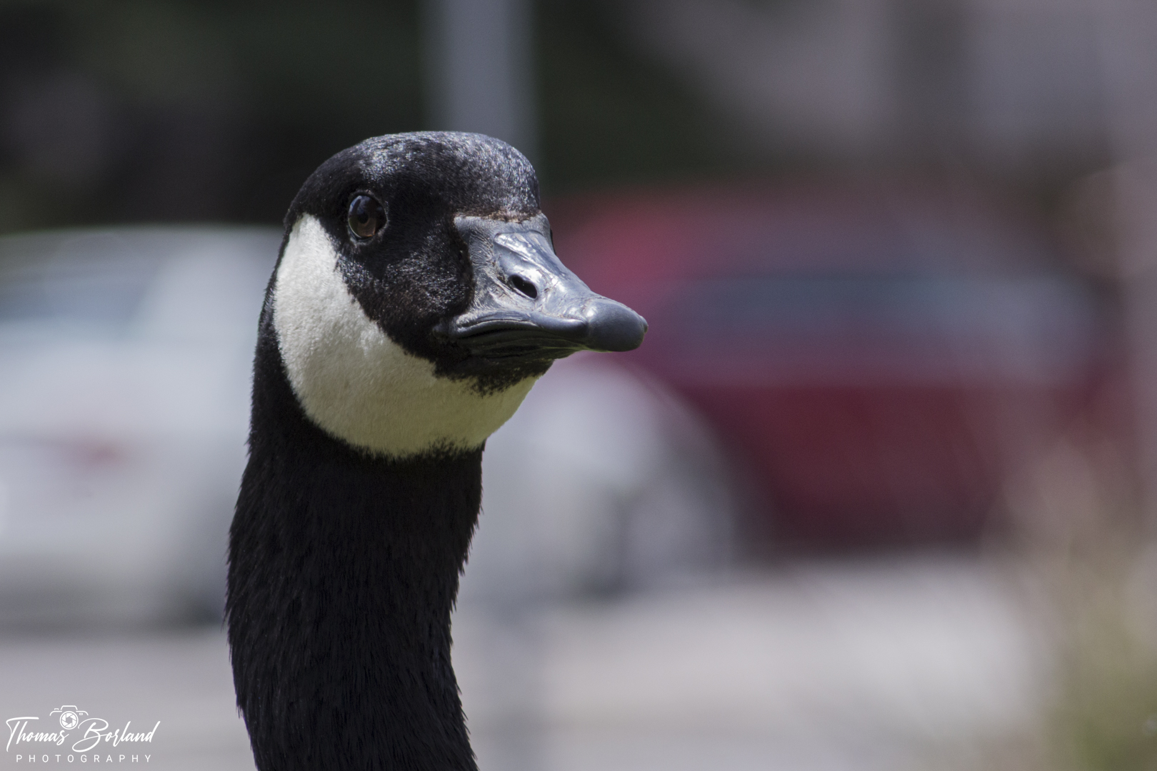 Canadian Goose