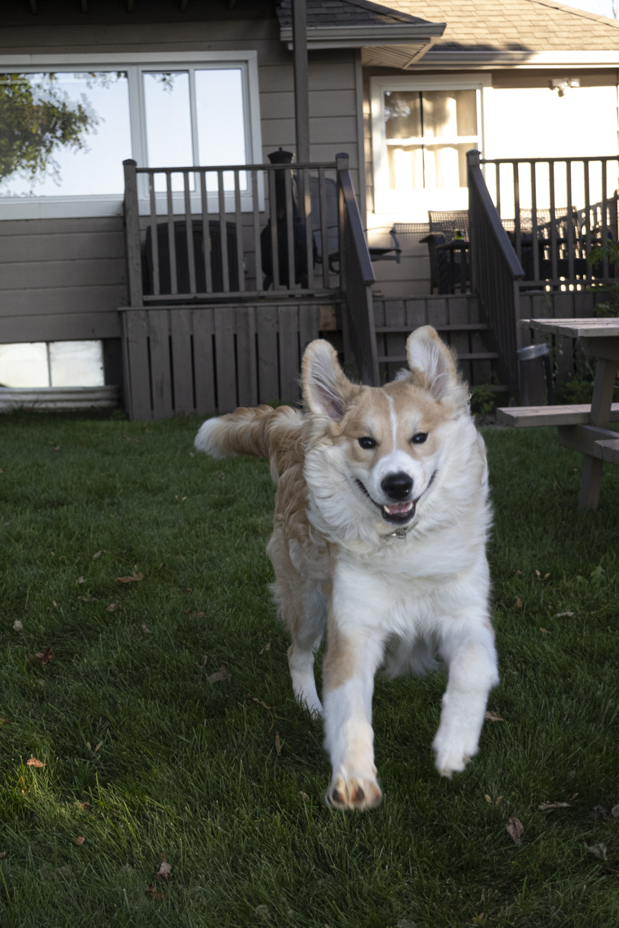 Appa Enjoying the Cottage