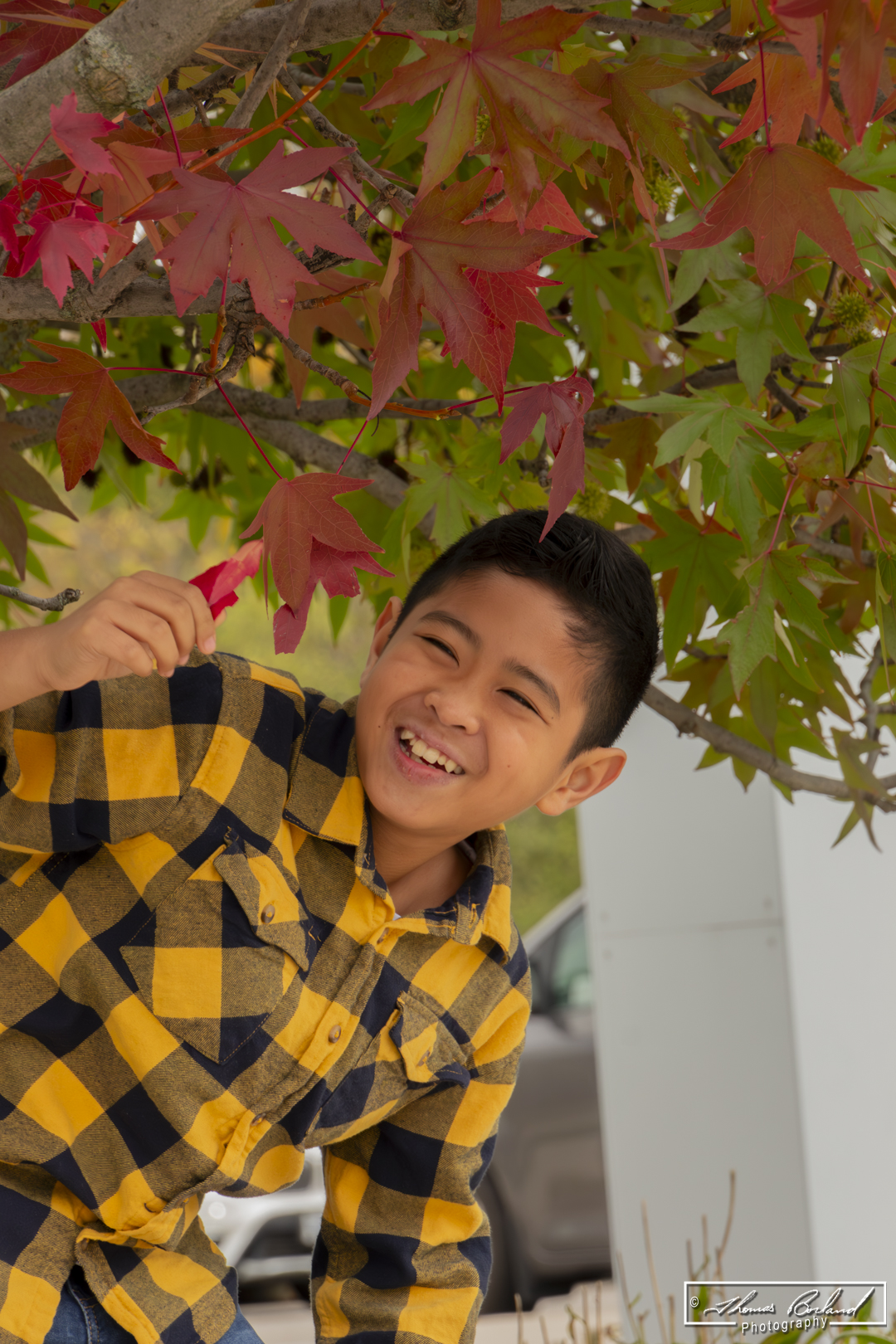 A boy and his tree